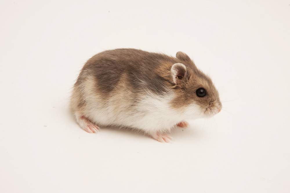 Winter white dwarf hamster Available for rehoming Phodopus sungorus sungorus Hungary, Budapest