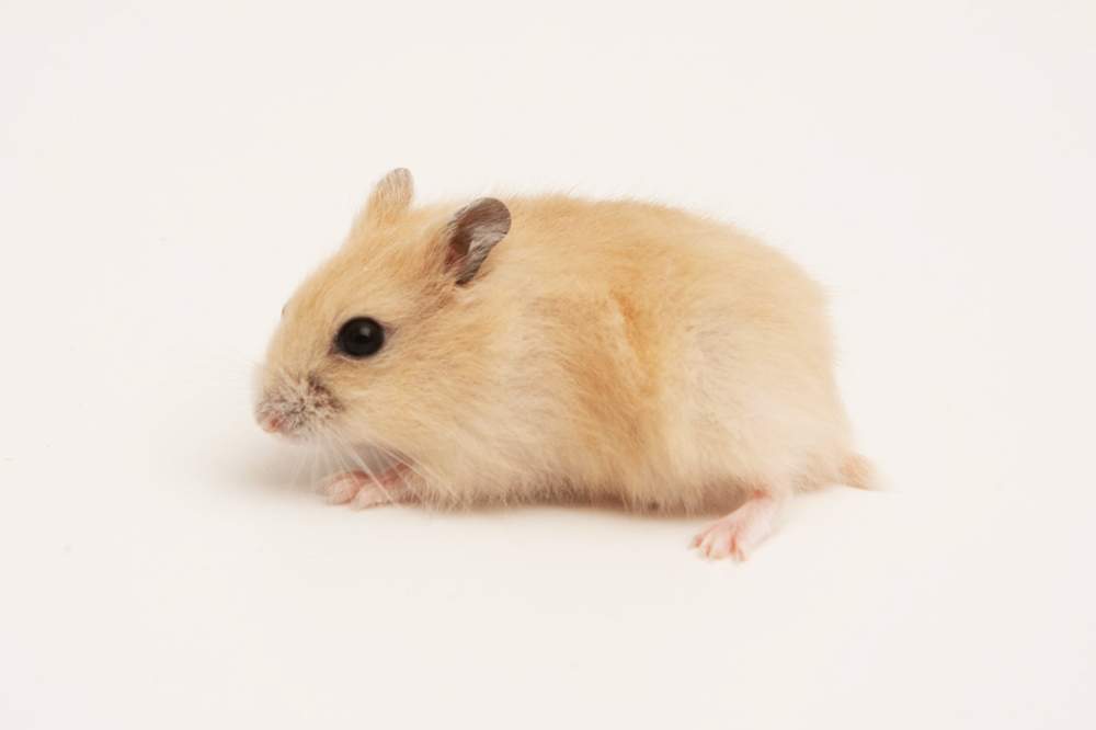 Winter white dwarf hamster Available for rehoming Phodopus sungorus sungorus Hungary, Budapest