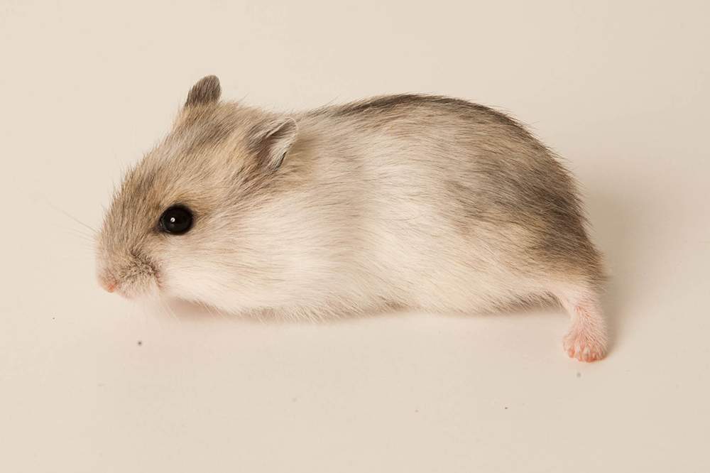 Winter white dwarf hamster Available for rehoming Phodopus sungorus sungorus Hungary, Budapest