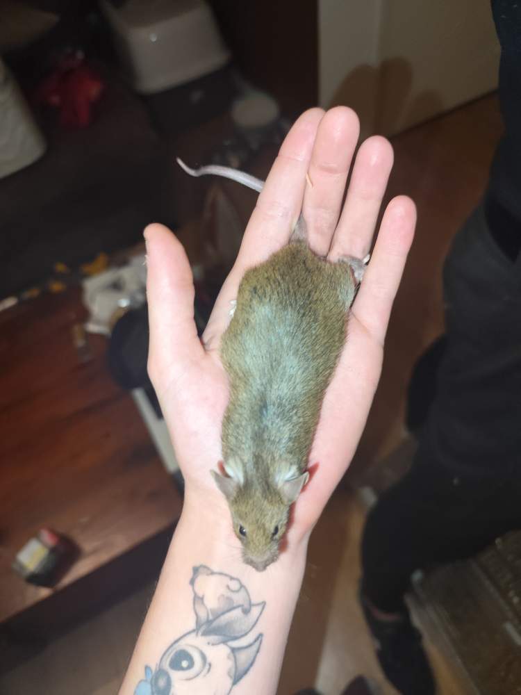 Fancy mouse Breeder Mus musculus 