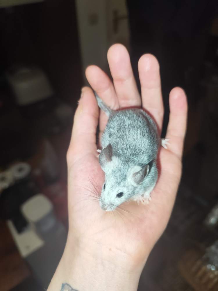 Fancy mouse Breeder Mus musculus 