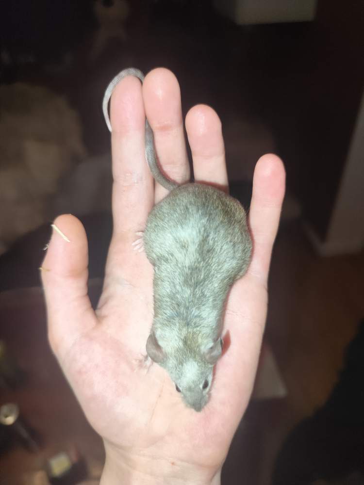 Fancy mouse Breeder Mus musculus 