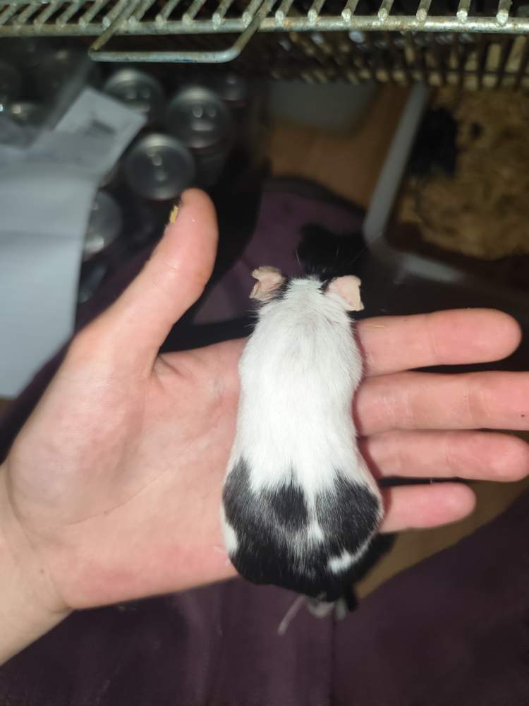 Fancy mouse Breeder Mus musculus 