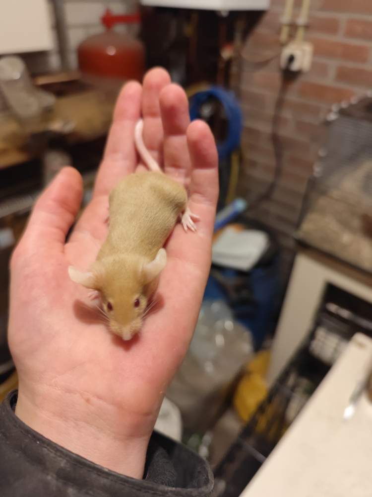 Fancy mouse Breeder Mus musculus 