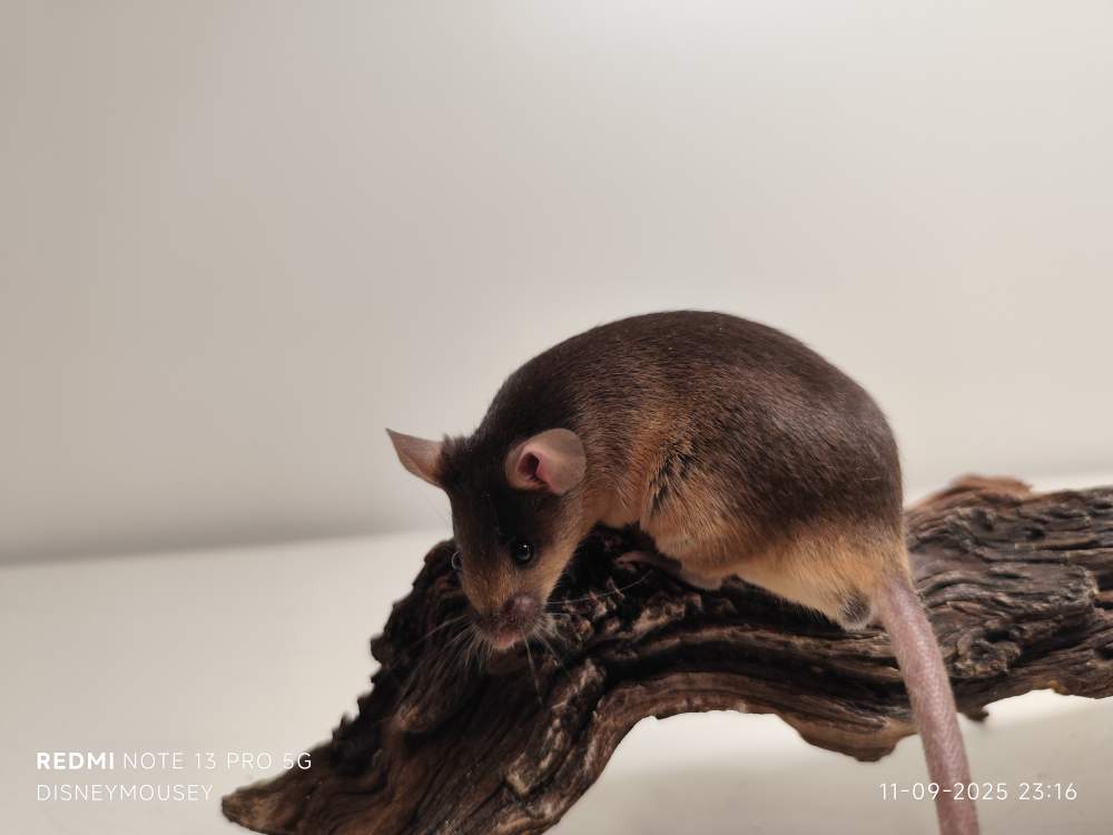 Fancy mouse Breeder Mus musculus 