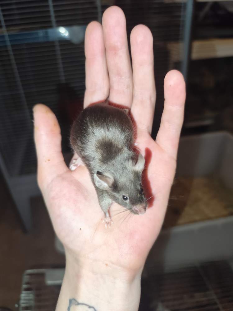 Fancy mouse Breeder Mus musculus 