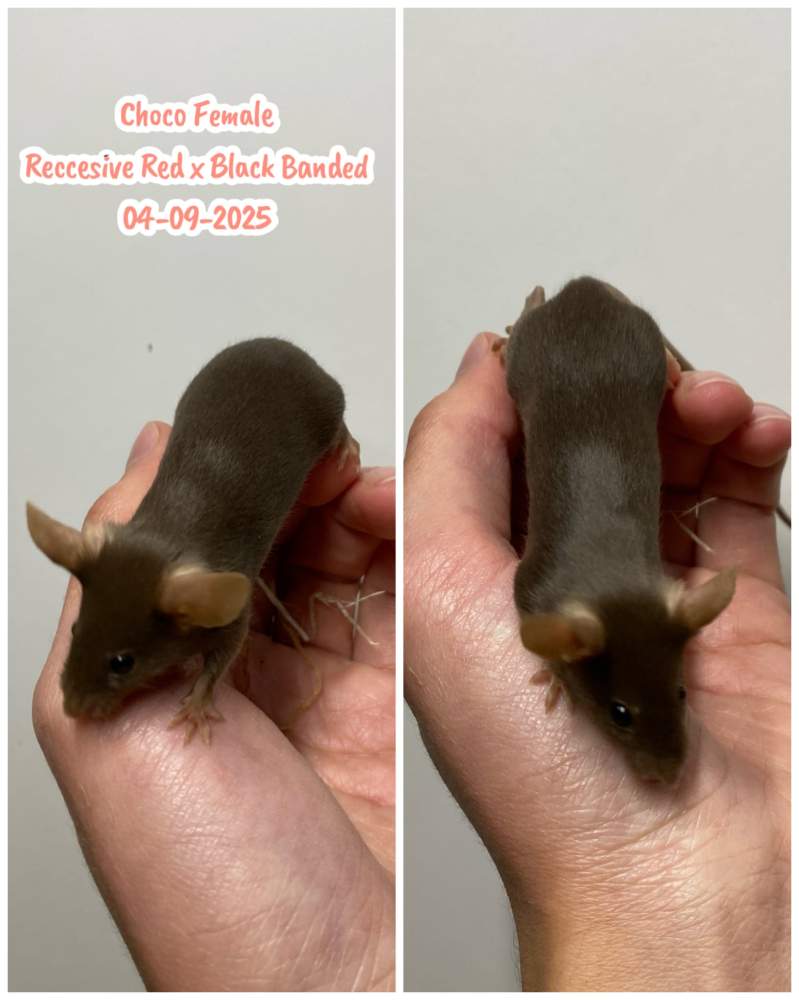 Fancy mouse Breeder Mus musculus 