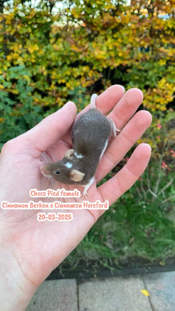 Fancy mouse Breeder Mus musculus 