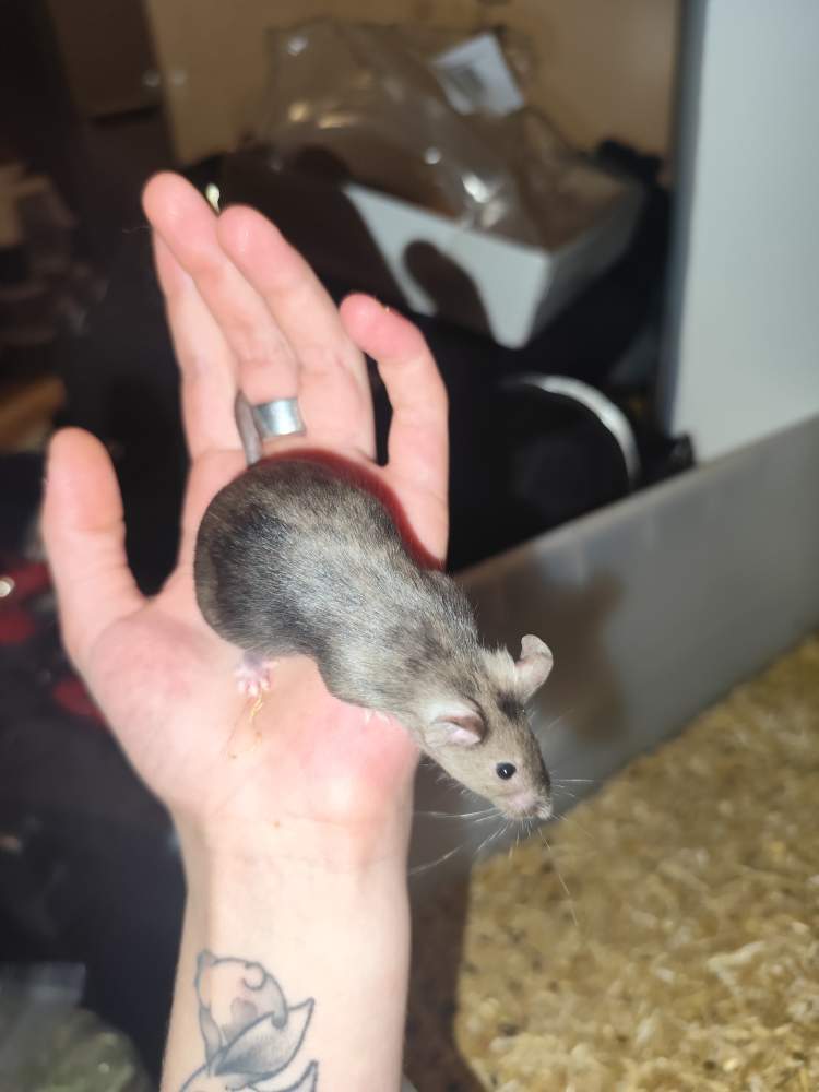 Fancy mouse Breeder Mus musculus 