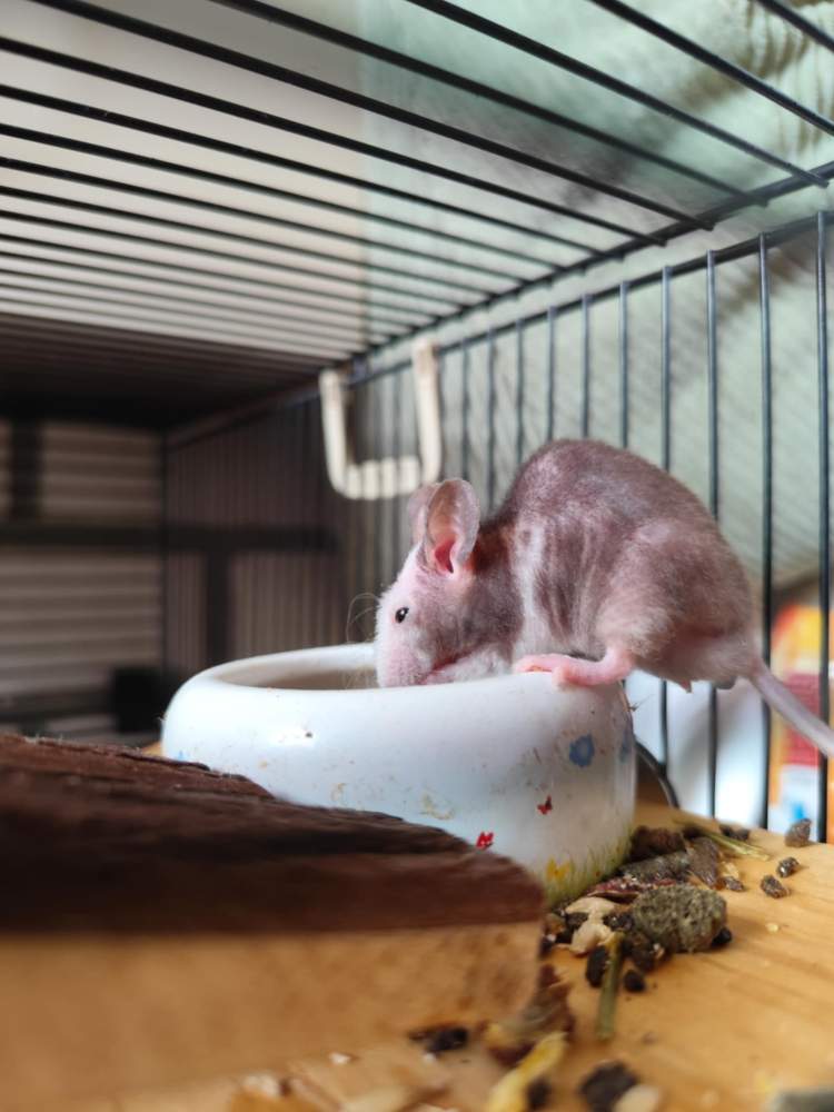 Fancy mouse Breeder Mus musculus 