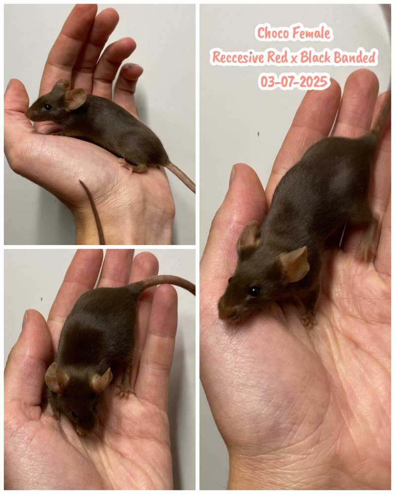 Fancy mouse Breeder Mus musculus 