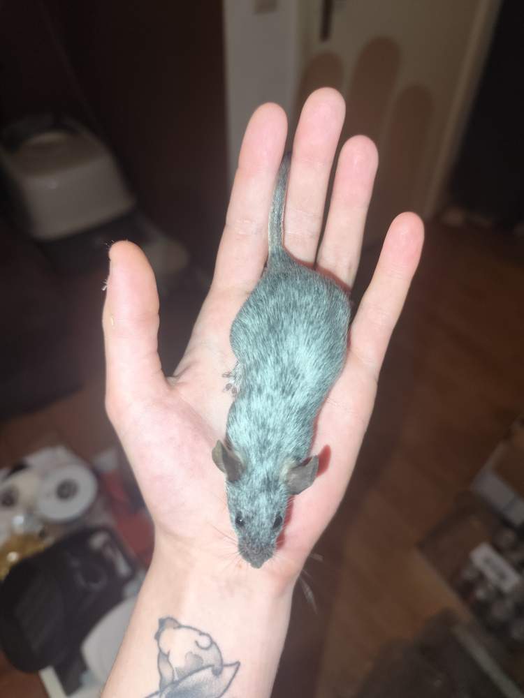 Fancy mouse Breeder Mus musculus 