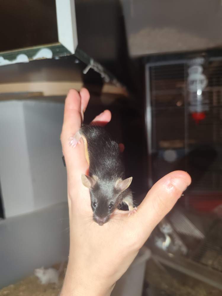 Fancy mouse Breeder Mus musculus 