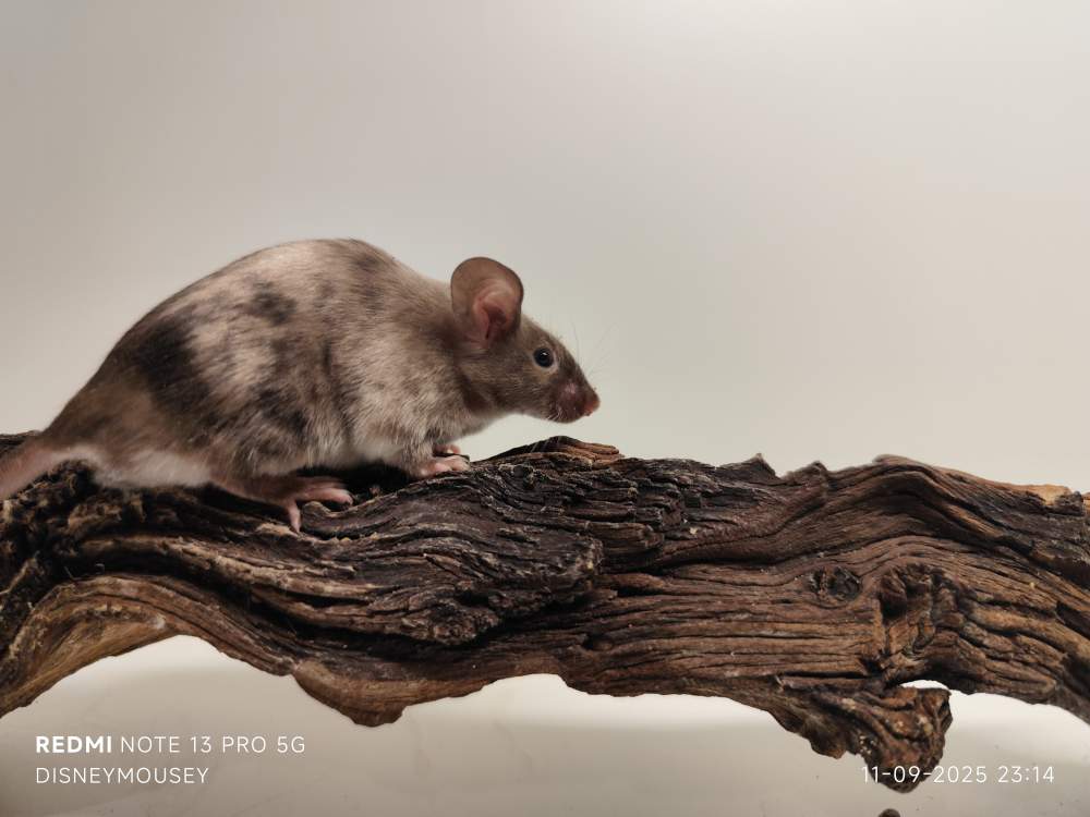 Fancy mouse Rehomed Mus musculus 