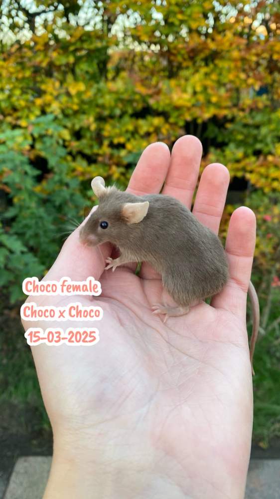 Fancy mouse Breeder Mus musculus 