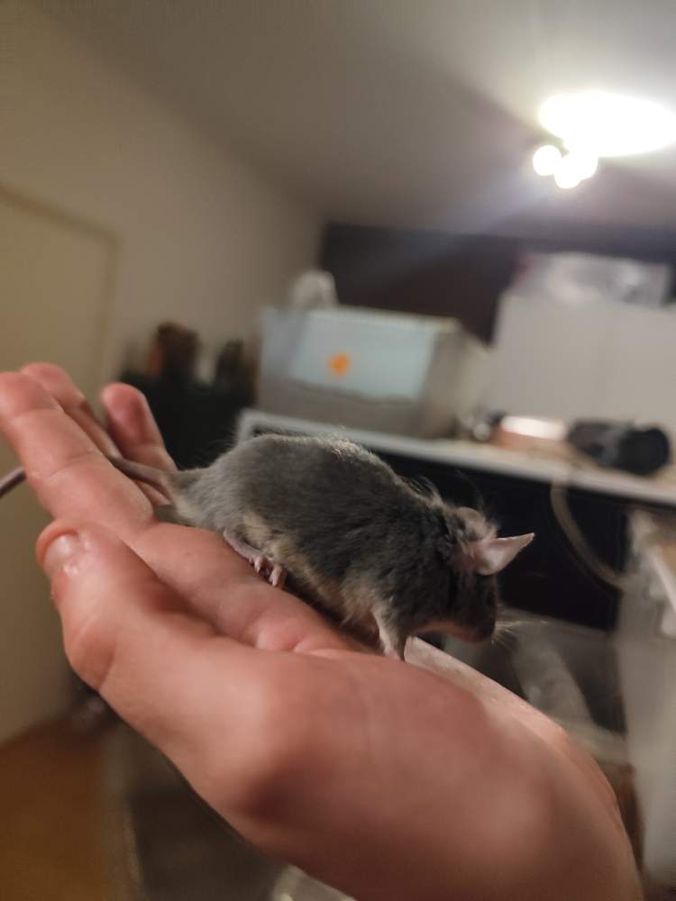 Fancy mouse Pet only Mus musculus 