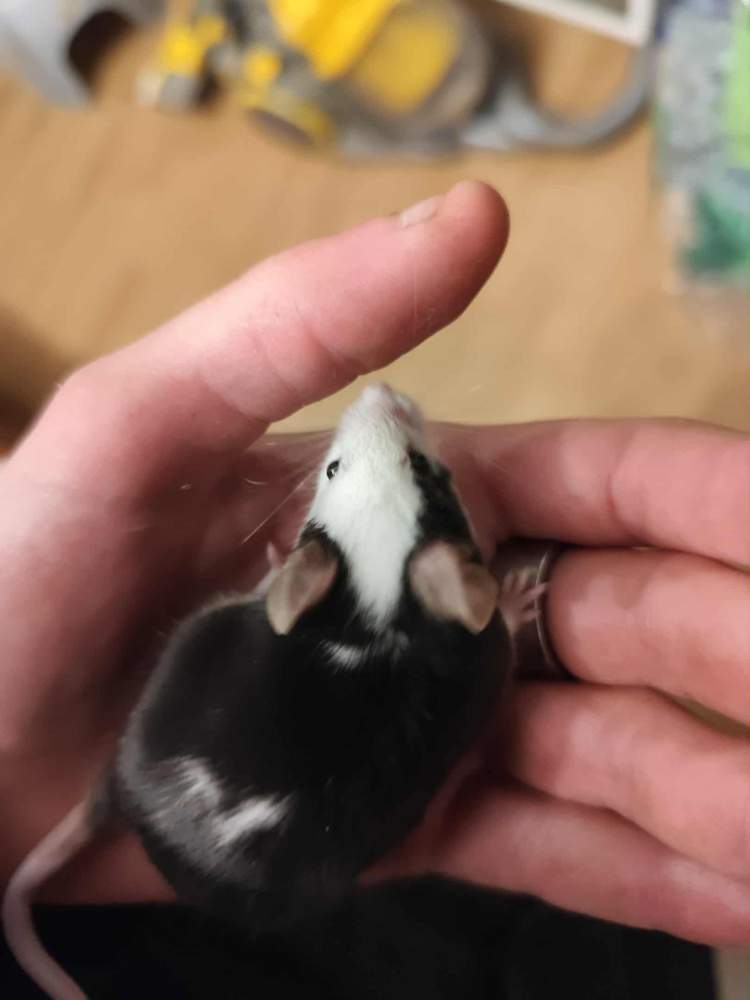 Fancy mouse Breeder Mus musculus 