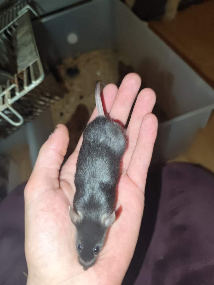 Fancy mouse Breeder Mus musculus 