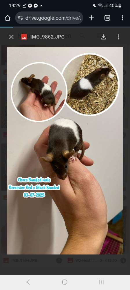 Fancy mouse Breeder Mus musculus 
