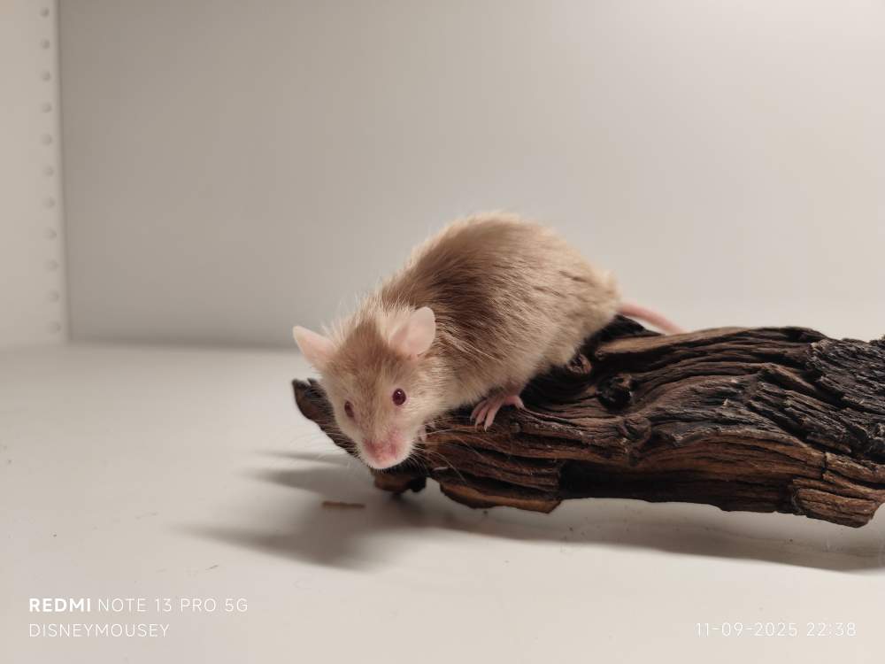 Fancy mouse Breeder Mus musculus 
