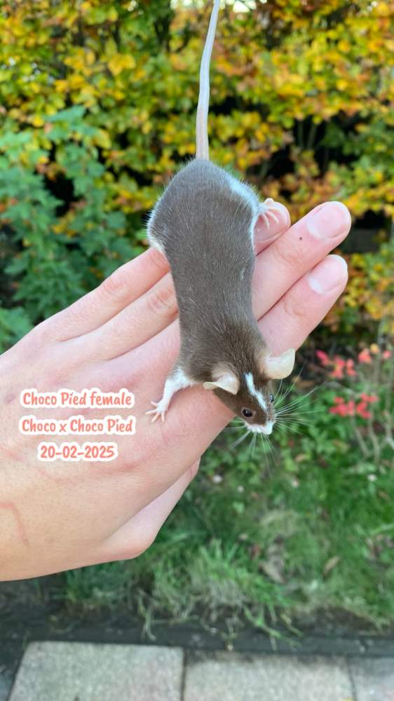 Fancy mouse Breeder Mus musculus 
