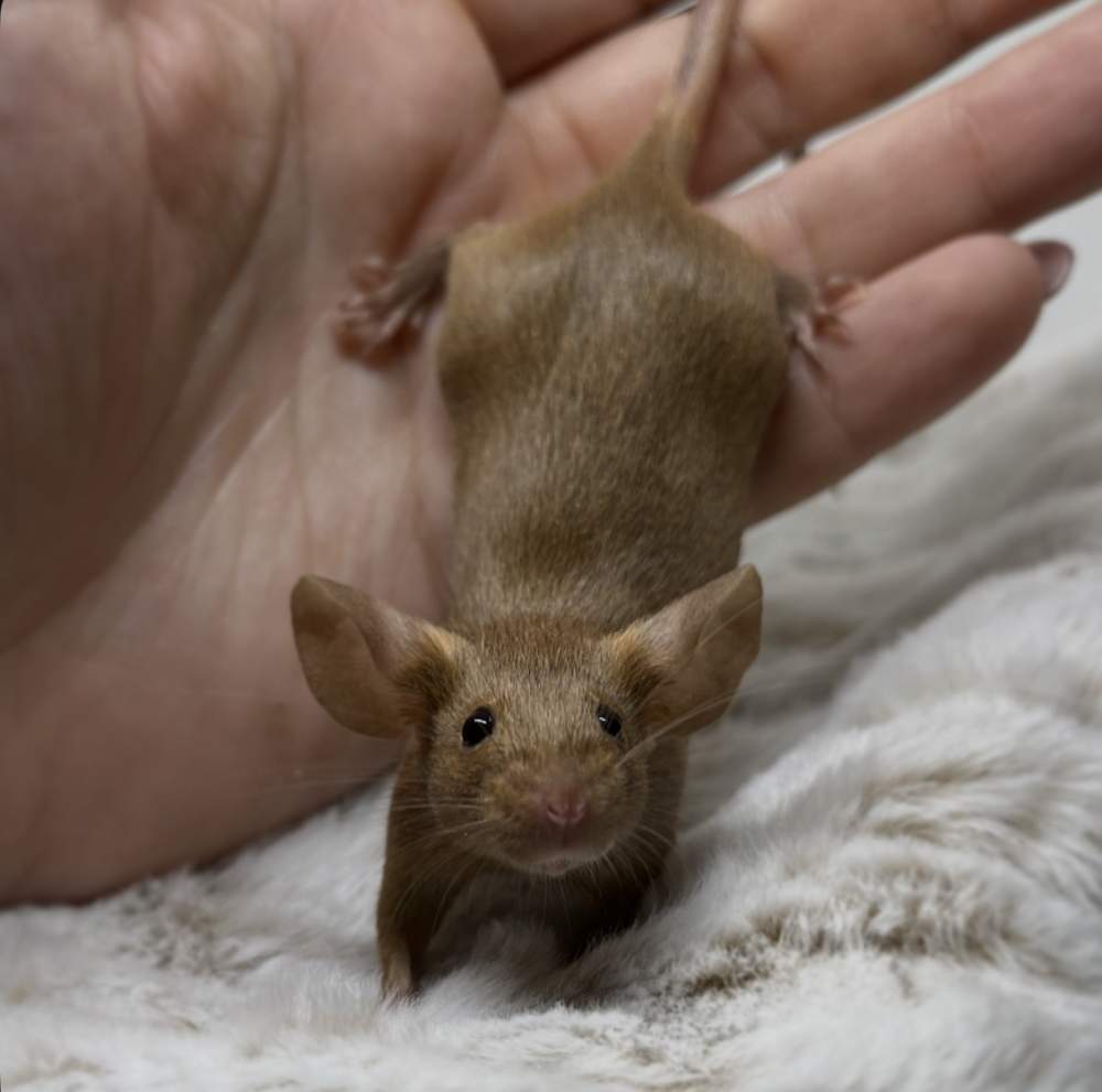 Fancy mouse Breeder Mus musculus 