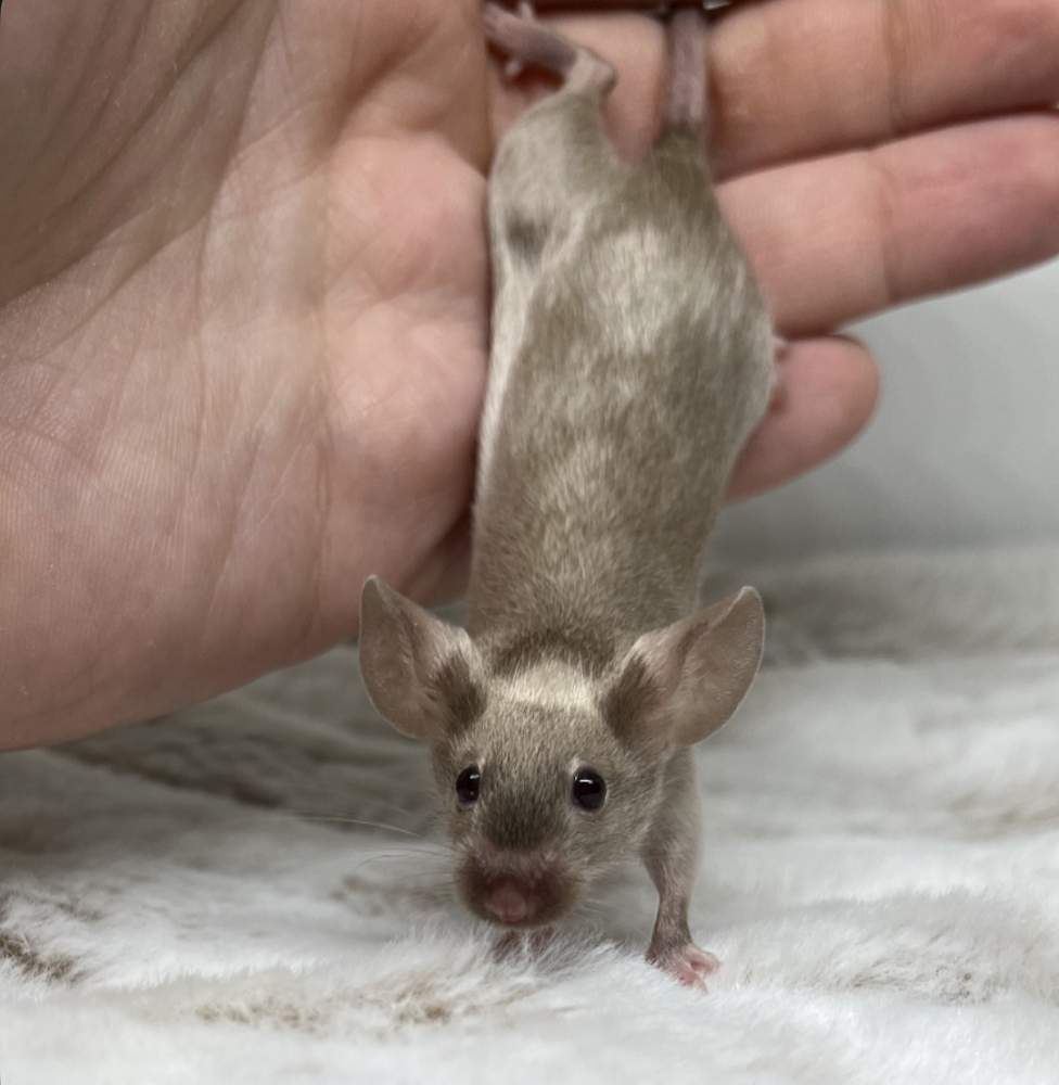 Fancy mouse Rehomed Mus musculus 