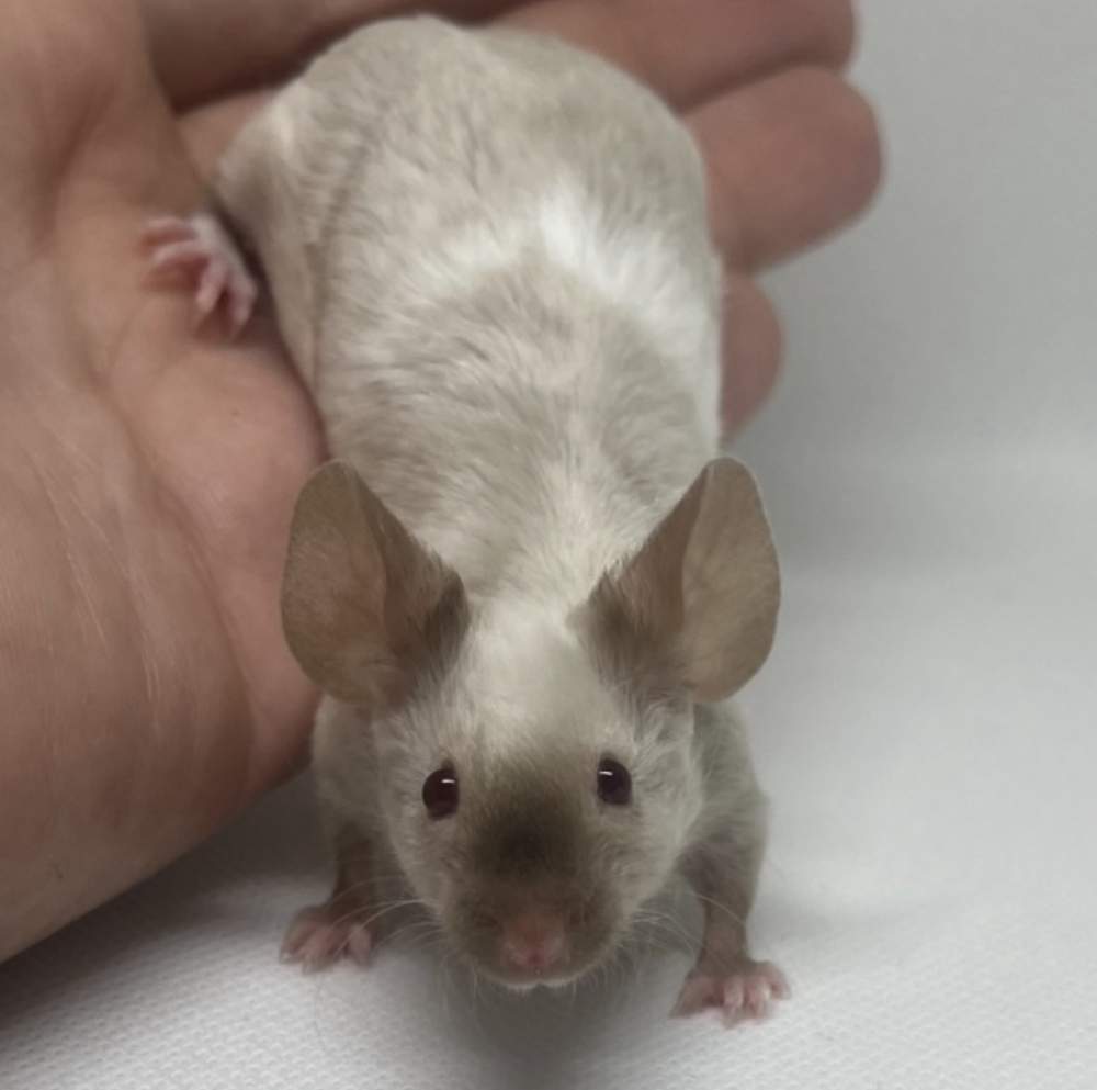 Fancy mouse Breeder Mus musculus 