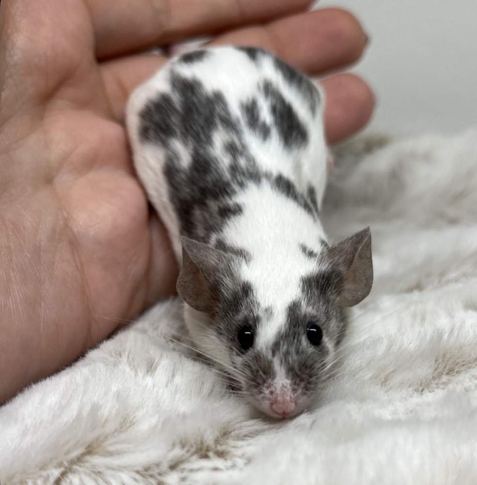 Fancy mouse Breeder Mus musculus 