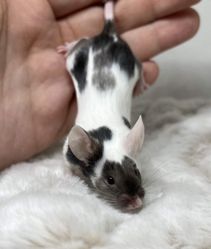 Fancy mouse Breeder Mus musculus 