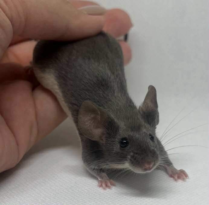 Fancy mouse Breeder Mus musculus 
