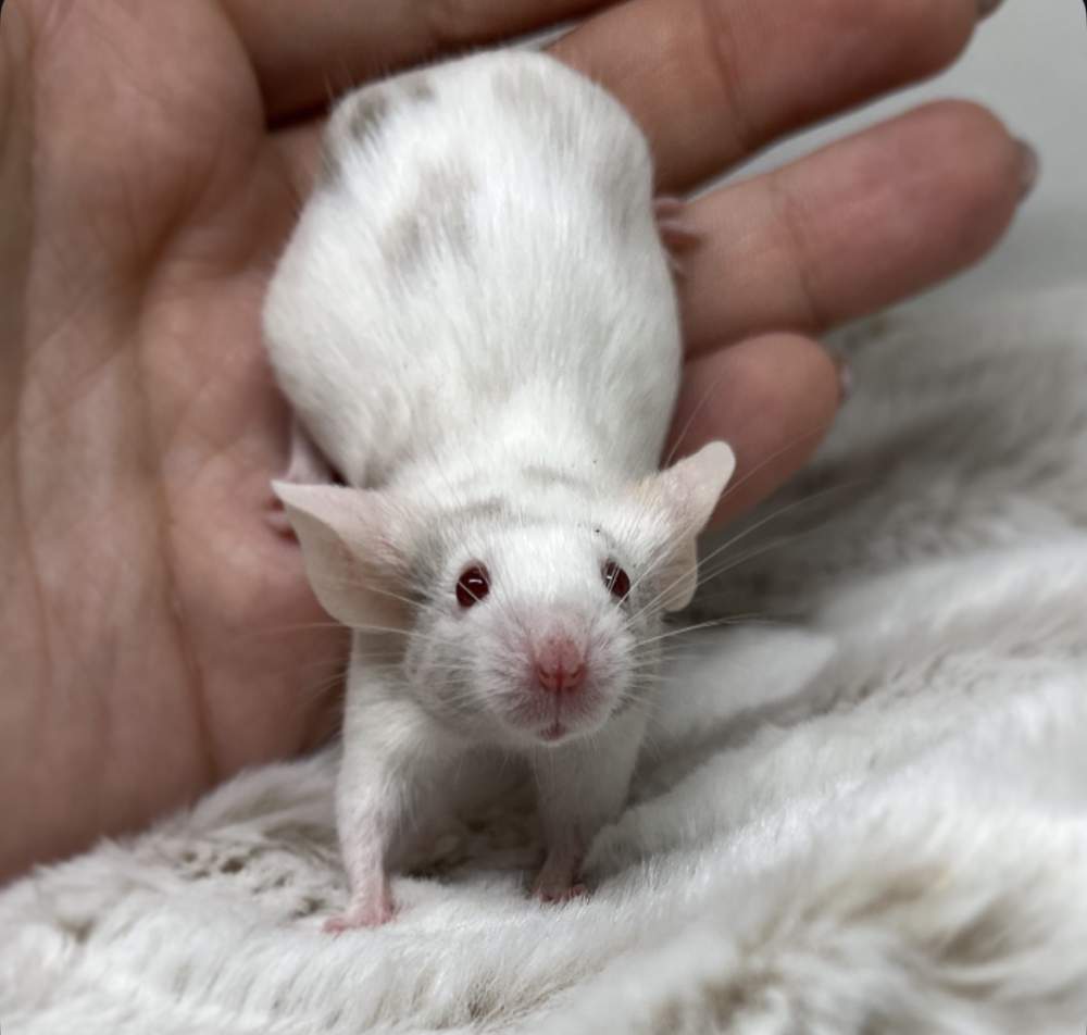 Fancy mouse Owned by other Mus musculus 