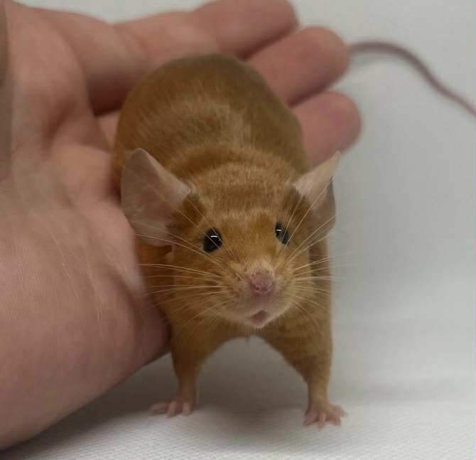 Fancy mouse Breeder Mus musculus 