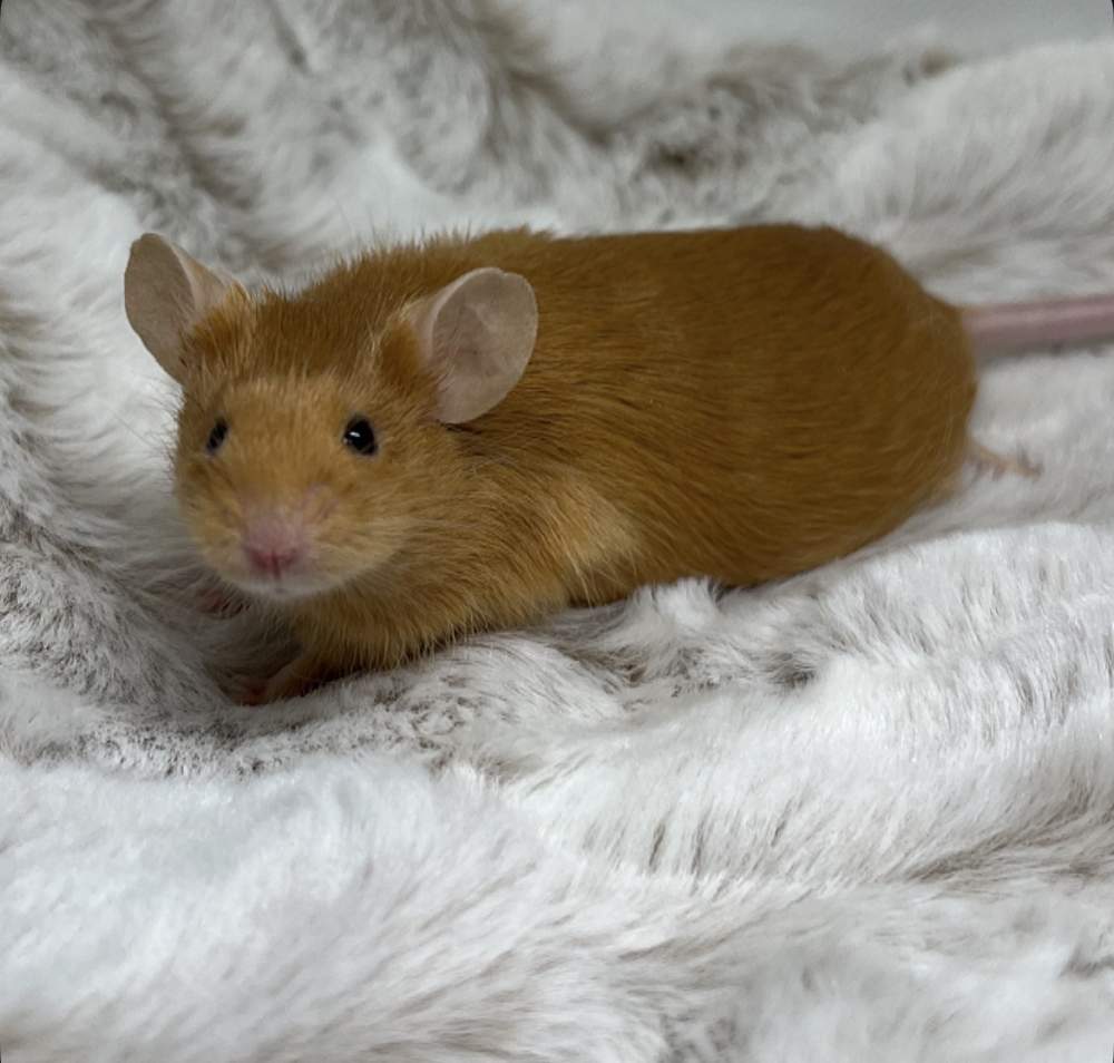 Fancy mouse Breeder Mus musculus 