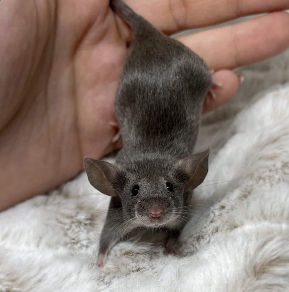 Fancy mouse Breeder Mus musculus 