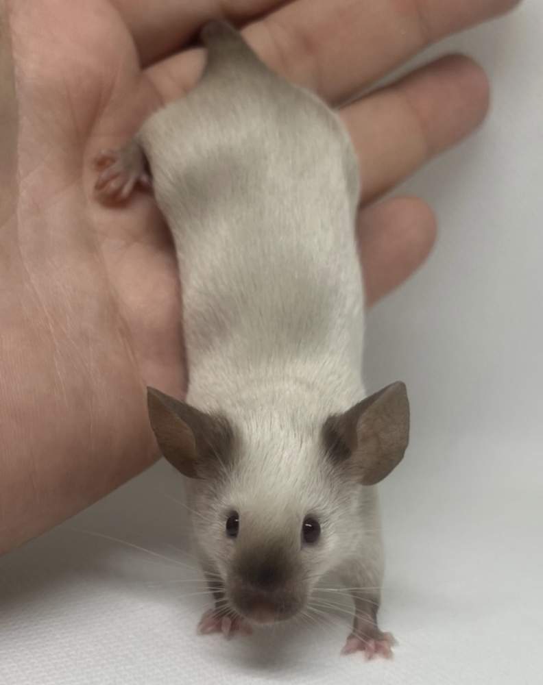 Fancy mouse Breeder Mus musculus 