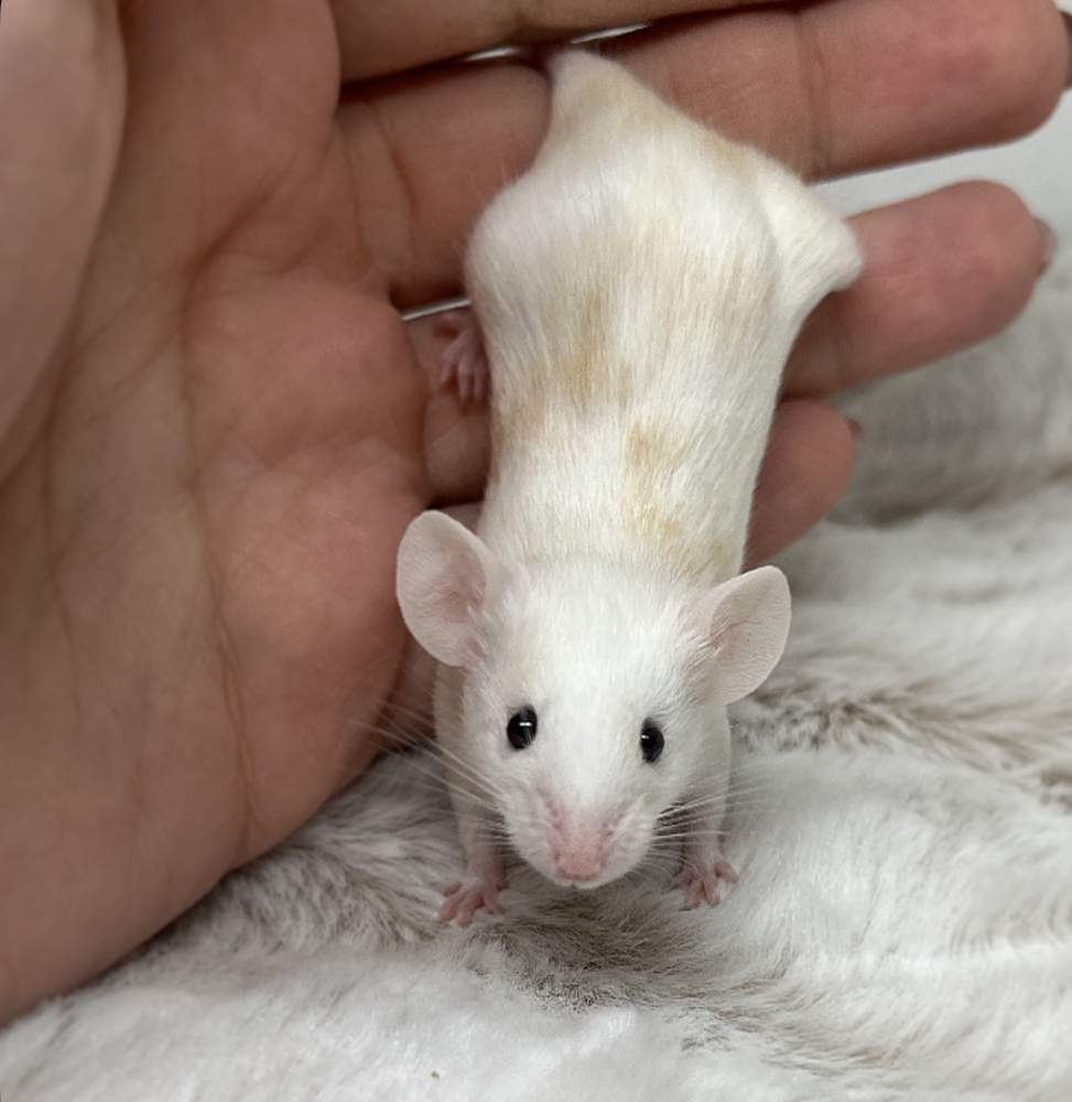 Fancy mouse Breeder Mus musculus 