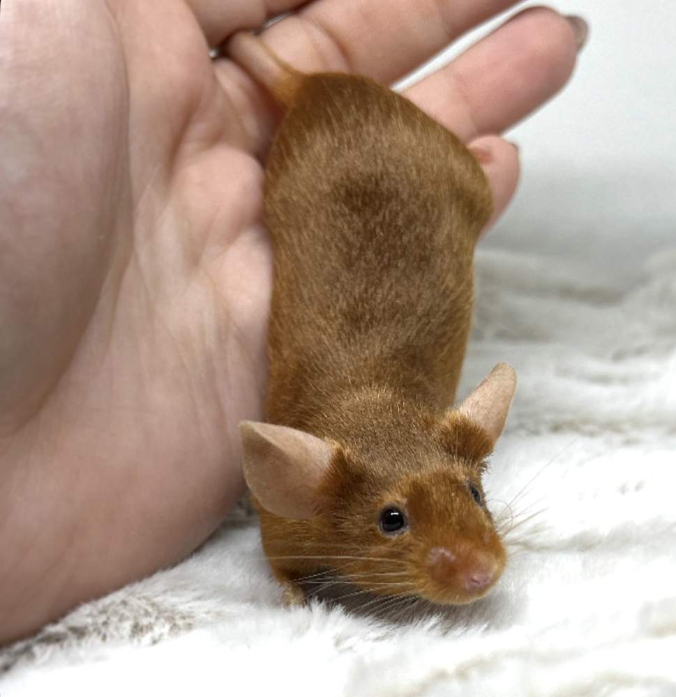 Fancy mouse Breeder Mus musculus 