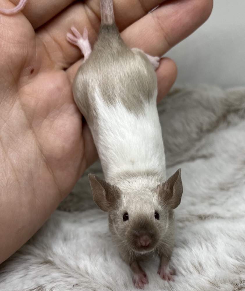 Fancy mouse Owned by other Mus musculus 