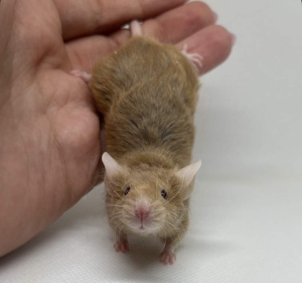 Fancy mouse Breeder Mus musculus 