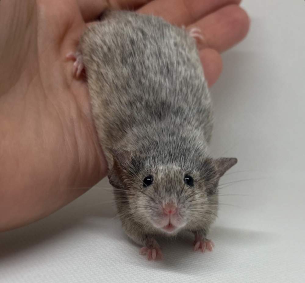 Fancy mouse Breeder Mus musculus 