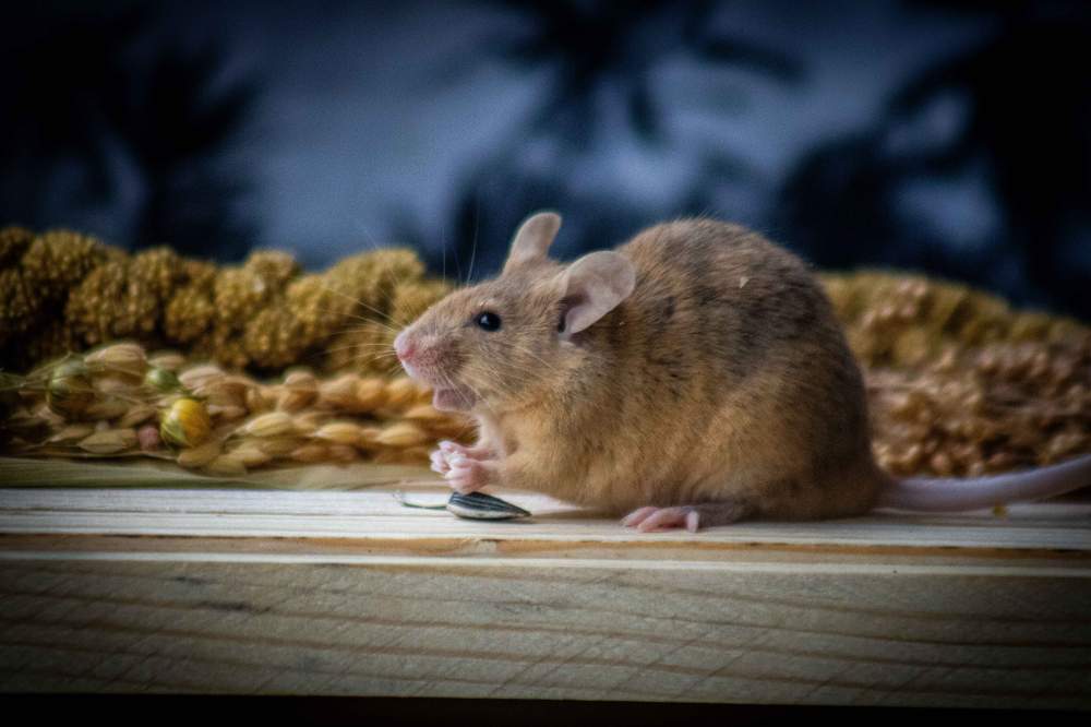 Fancy mouse Breeder Mus musculus 