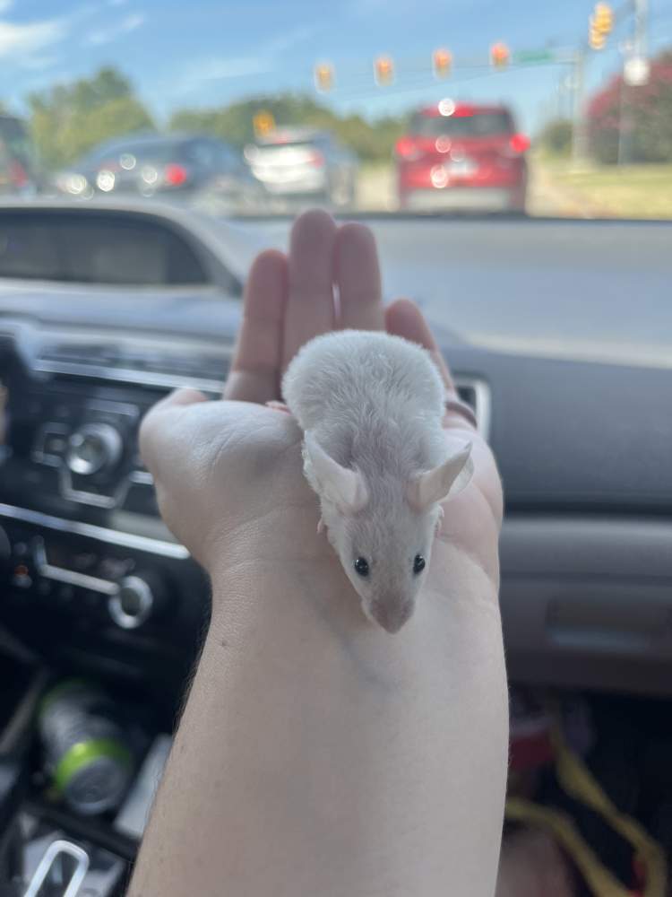 Fancy mouse Owned by other Mus musculus 