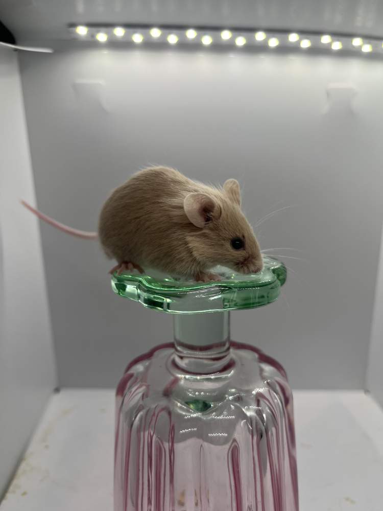 Fancy mouse Breeder Mus musculus 