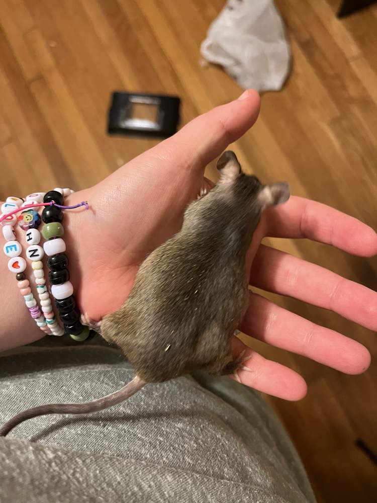 Fancy mouse Deceased Mus musculus 