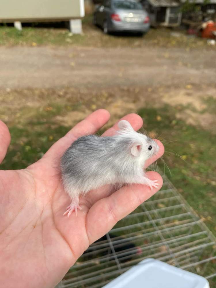 Fancy mouse Deceased Mus musculus 
