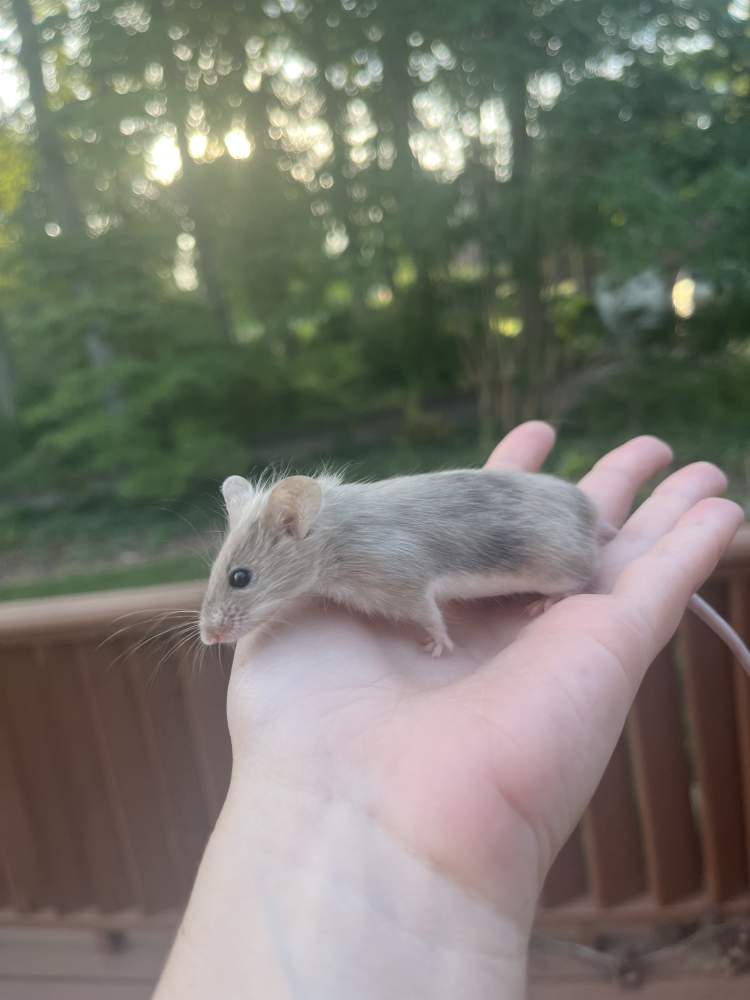 Fancy mouse Breeder Mus musculus 