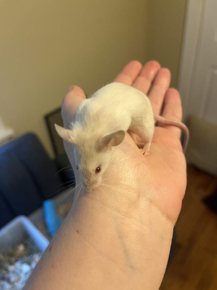 Fancy mouse Breeder Mus musculus 