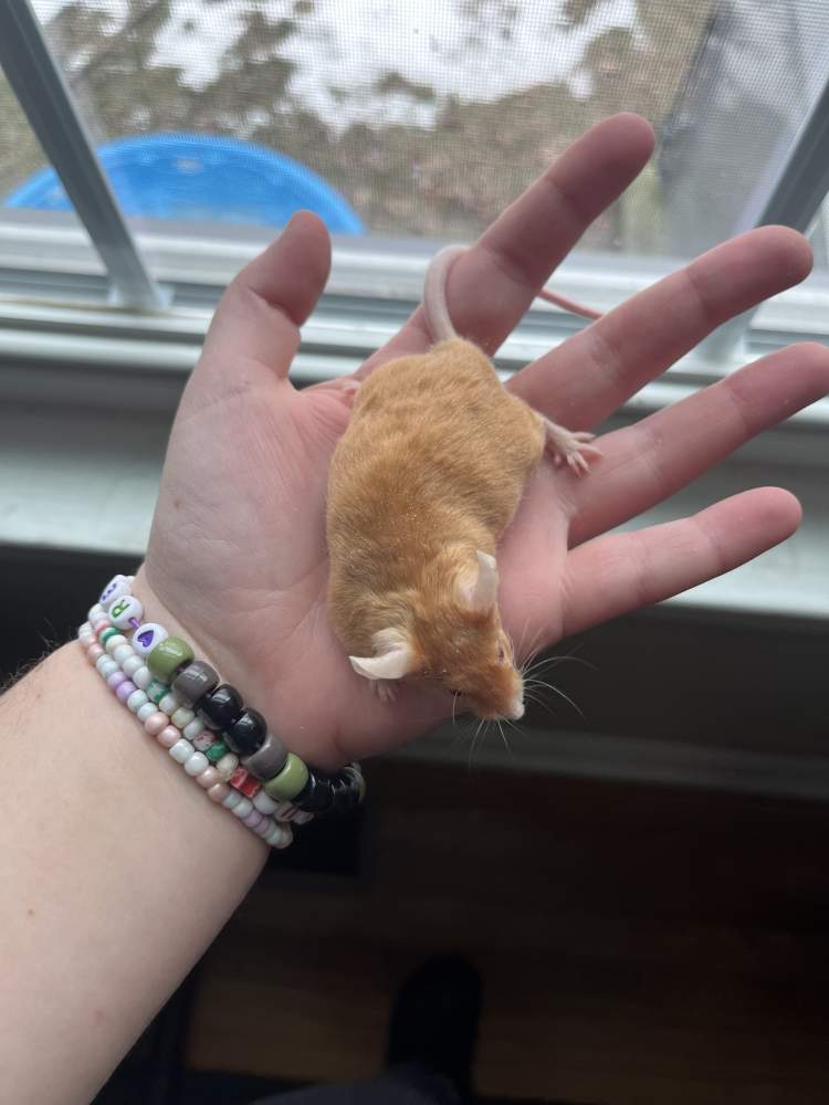 Fancy mouse Rehomed Mus musculus 