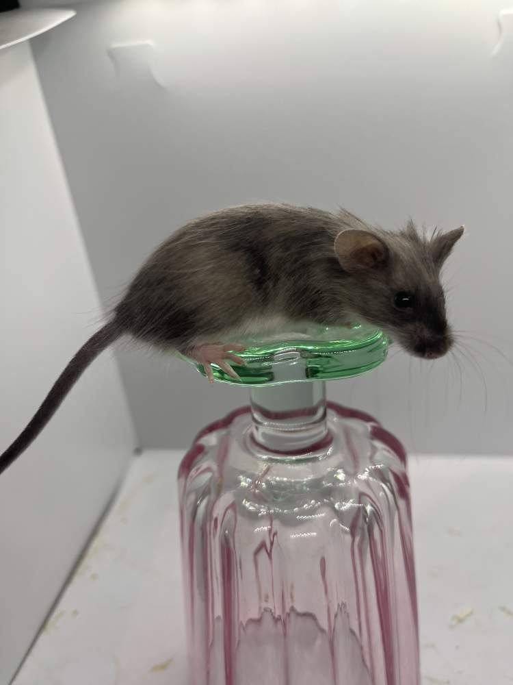 Fancy mouse Breeder Mus musculus 